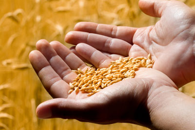 hands holding wheat