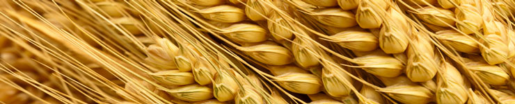 wheat