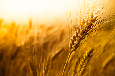 wheat field